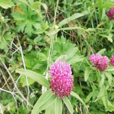 Trifolium alpestre — flower