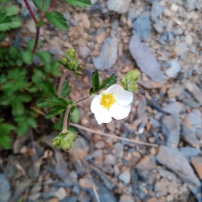Drymocallis rupestris — flower