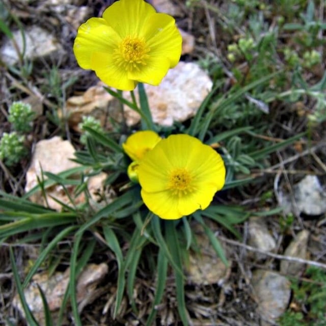 Ranunculus gramineus — flower