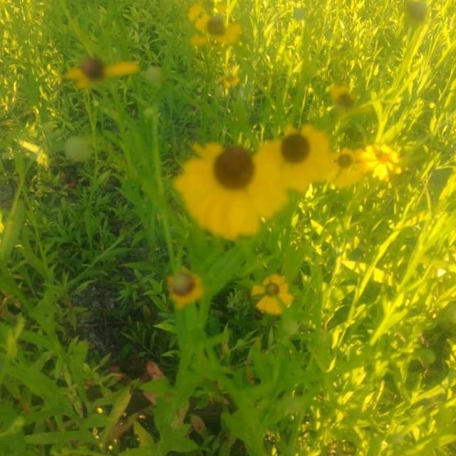 Helenium flexuosum — flower