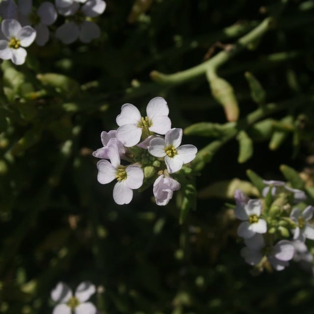 Cakile maritima — flower