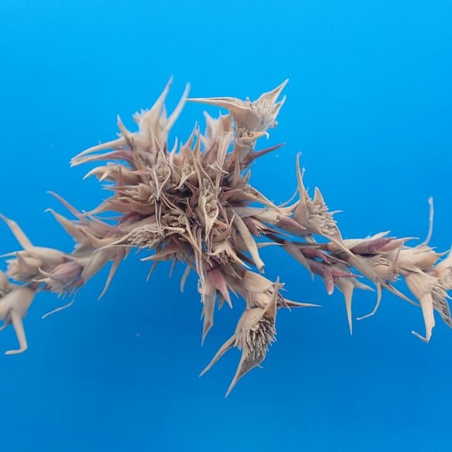 Sporobolus aculeatus — flower