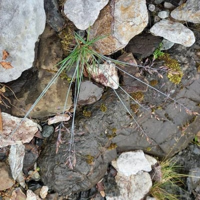 Poa glauca — leaf
