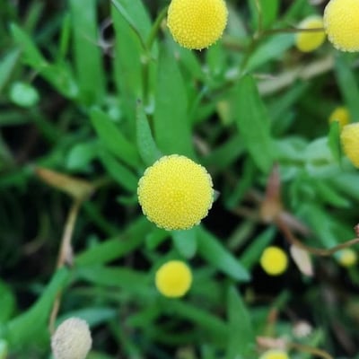 Cotula coronopifolia — flower
