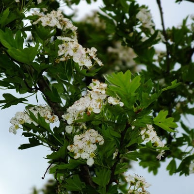 Crataegus pinnatifida — flower