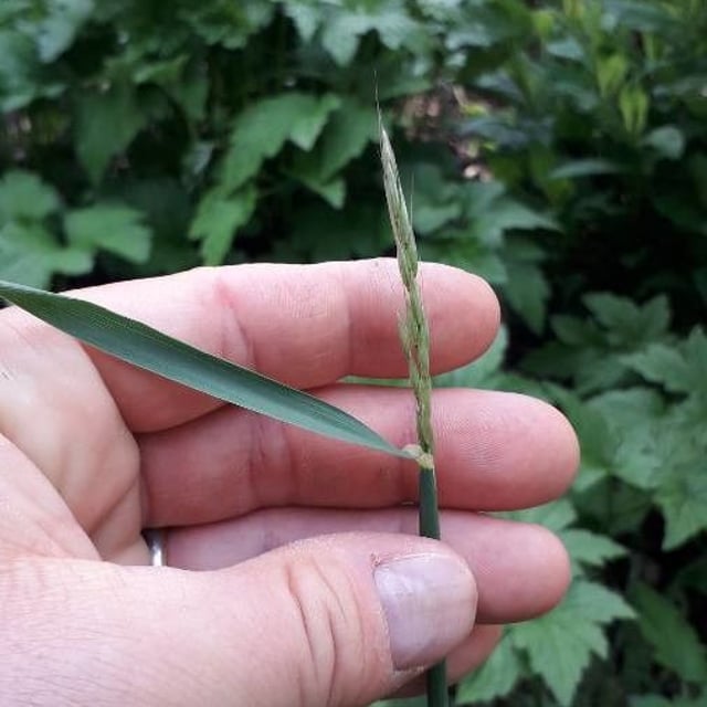 Elymus caninus — flower
