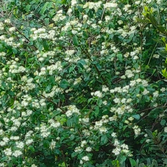 Backhousia myrtifolia — flower