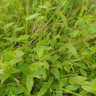 Arthraxon hispidus — leaf