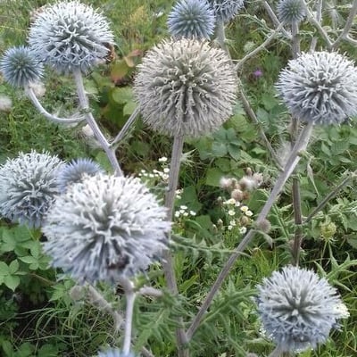 Echinops sphaerocephalus — flower