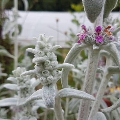 Stachys byzantina — flower