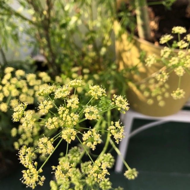 Petroselinum crispum — flower