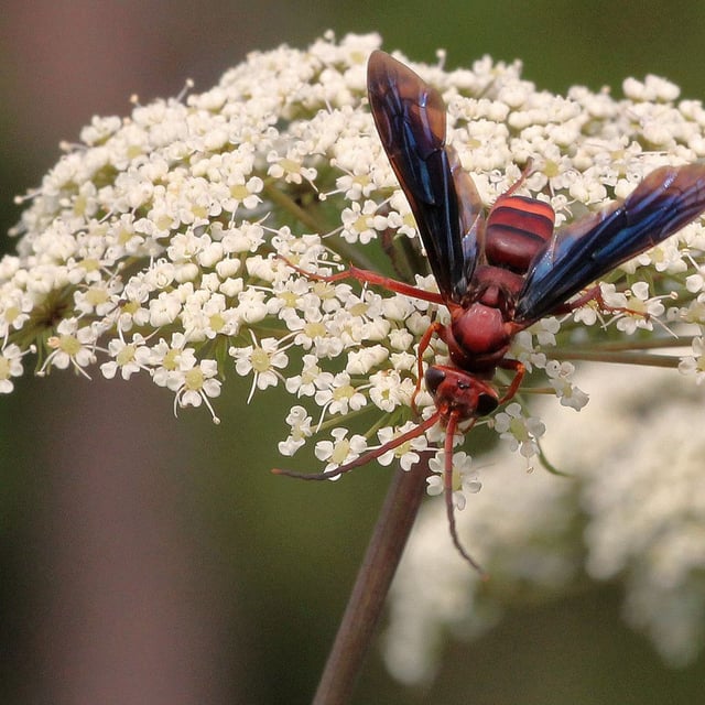 Cicuta maculata — flower