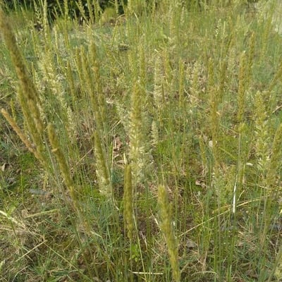 Koeleria glauca — flower