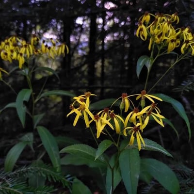 Senecio ovatus — flower