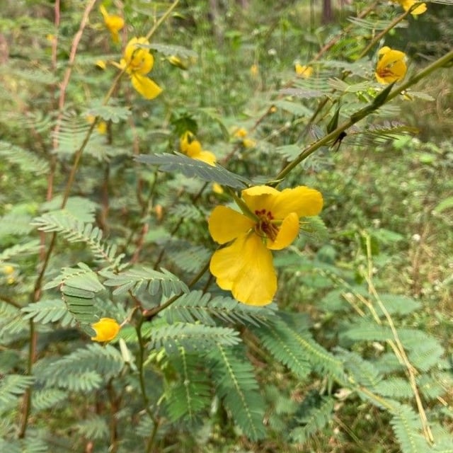 Chamaecrista fasciculata — flower