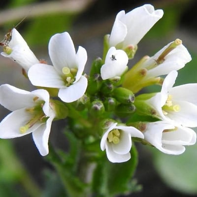 Arabis collina — flower