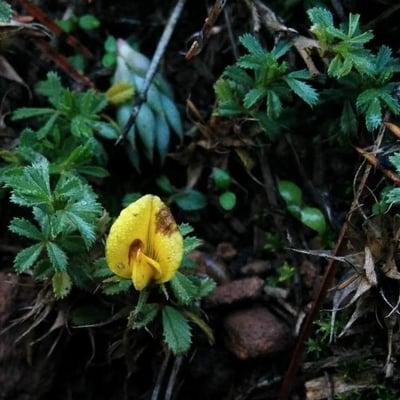 Ononis minutissima — flower