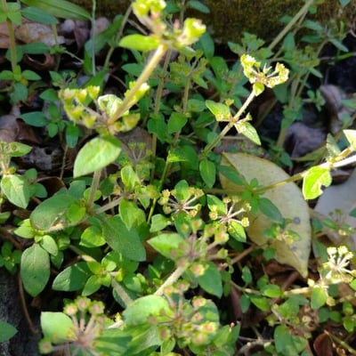 Pomax umbellata — habit