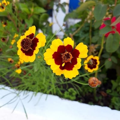 Coreopsis tinctoria — flower