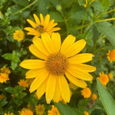 Heliopsis helianthoides — flower
