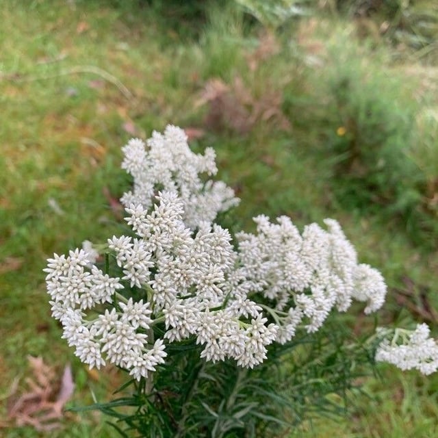 Cassinia aculeata — flower