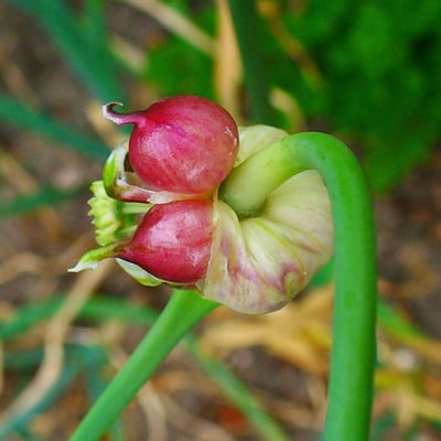 Allium sativum — flower