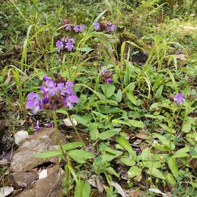 Prunella grandiflora — flower