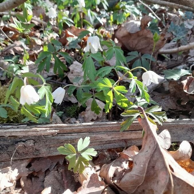 Anemone quinquefolia — flower
