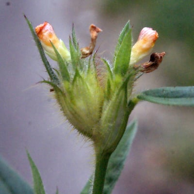 Stylosanthes guianensis — flower