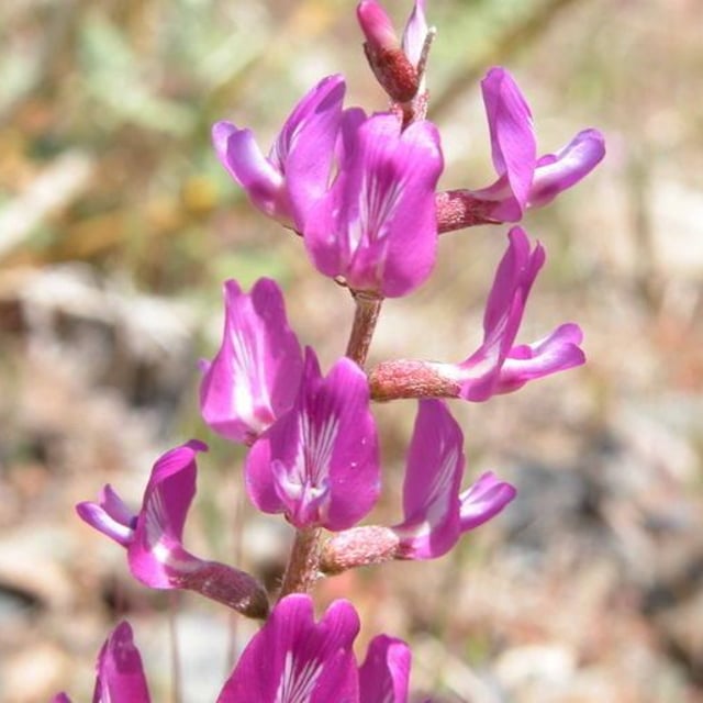 Astragalus lentiginosus — flower