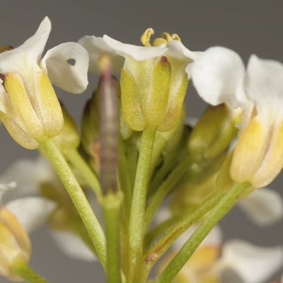 Nasturtium microphyllum — flower