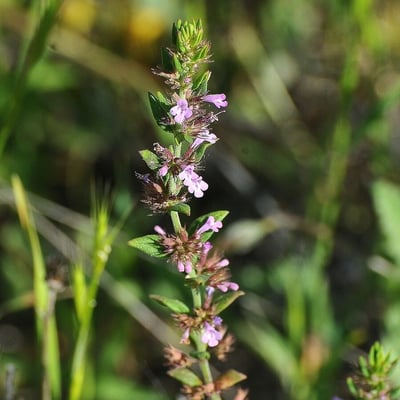Micromeria graeca — flower