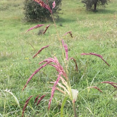 Sorghum halepense — flower