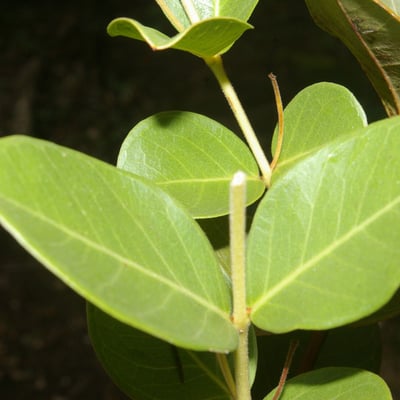 Psidium salutare — leaf