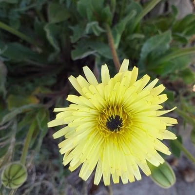 Andryala integrifolia — flower