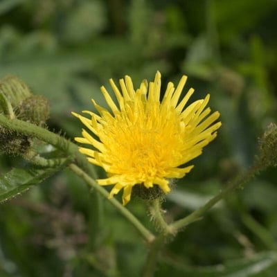 Sonchus palustris — flower