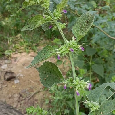 Anisomeles indica — flower