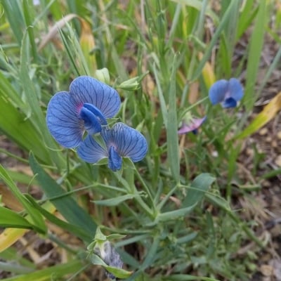 Lathyrus sativus — flower