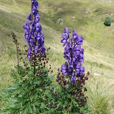 Aconitum napellus — flower
