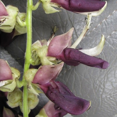 Mucuna pruriens — flower