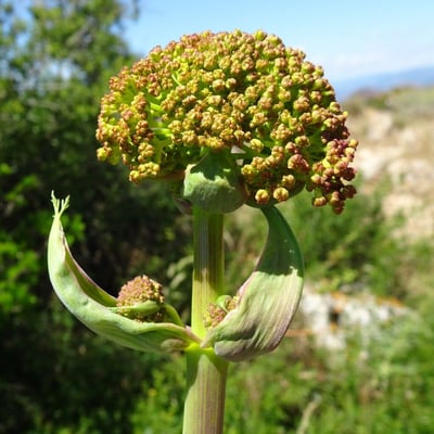 Ferula communis — flower