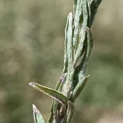 Filago germanica — leaf