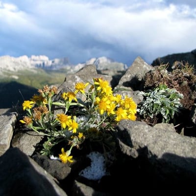 Jacobaea incana — flower