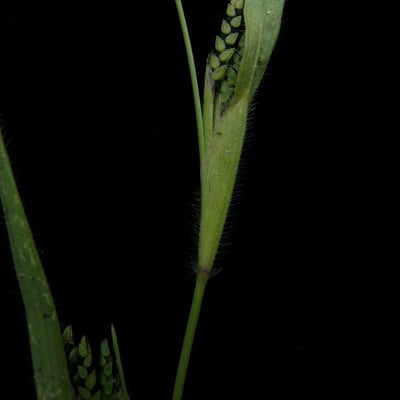 Hackelochloa granularis — fruit