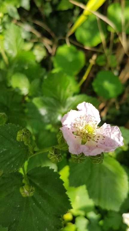 Himalayan giant blackberry