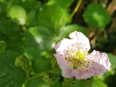 Himalayan giant blackberry