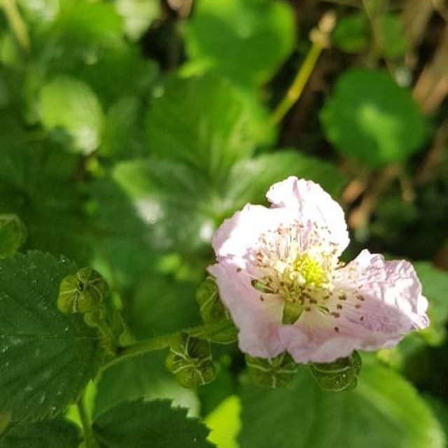 Himalayan giant blackberry