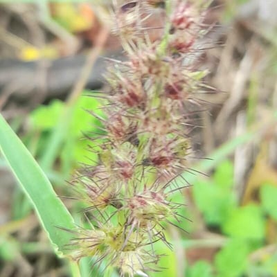 Cenchrus echinatus — flower
