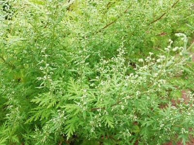 Russian wormwood