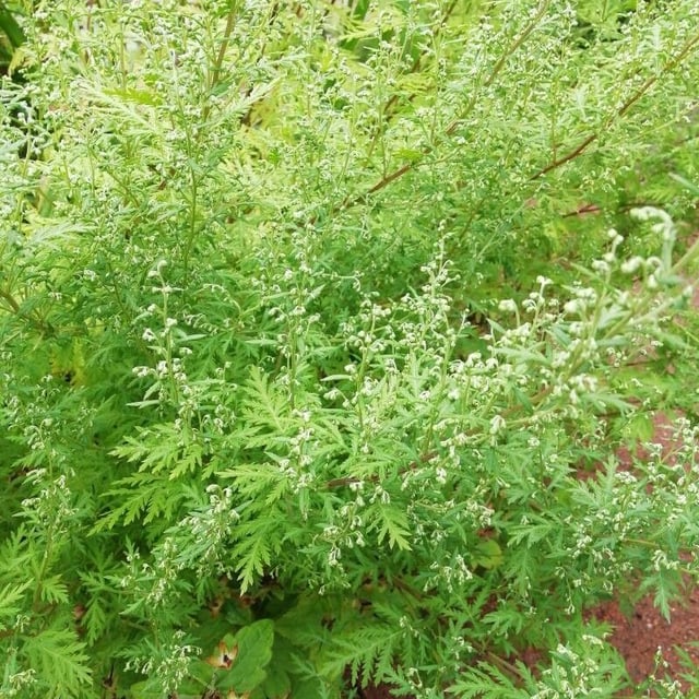 Russian wormwood